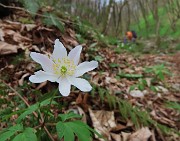 20 Anemoides nemorosa - Anemone dei boschi